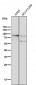 Anti-CD44 Rabbit Monoclonal Antibody